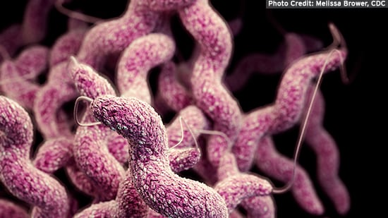 Image result for campylobacter