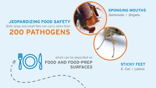 Small flies and large flies are two distinct pests with two different solutions.