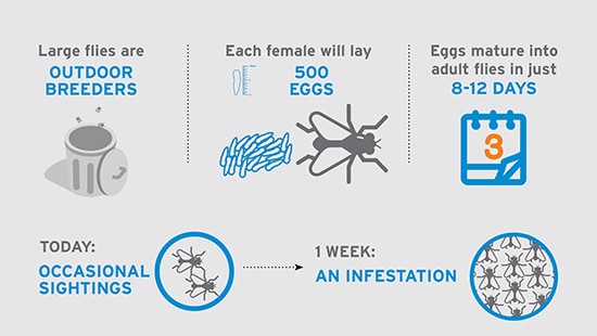 Large Fly Infographic Image Infographic providing 8 ways to prevent large fly infestation