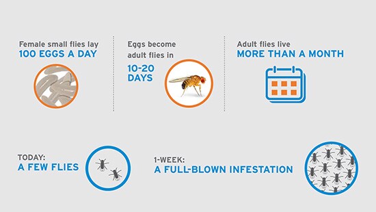Commercial Fly Elimination | Ecolab