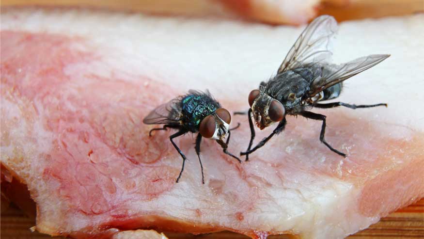 flies on meat