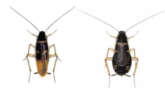 a type of Brown-banded Cockroach Male and Female Brown-banded Cockroach