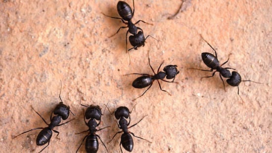 A group of pest ants
