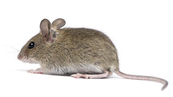 A field mouse (APODEMUS SYLVATICUS) is a common type of rodent