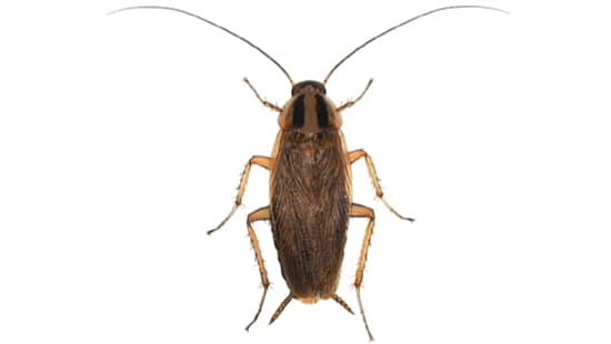A German cockroach A German cockroach