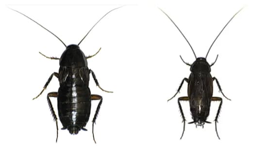 a type of Oriental cockroach Female and Male Oriental Cockroach