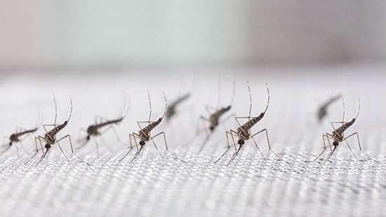Common Types of Mosquitoes | Ecolab