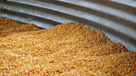 Corn kernels in metal industrial size container. 