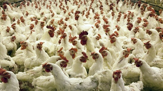 Large group of Chickens