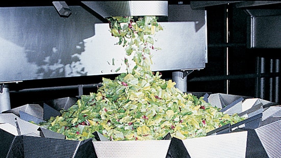 Lettuce in a food processing plant