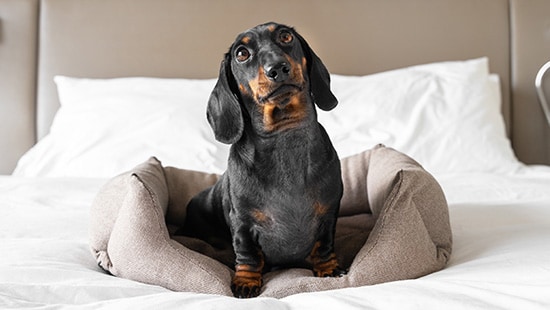 Small dog on a hotel bed