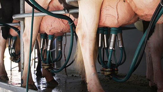 Eco-Flex Non-Iodine Teat Dip Being Applied to Udders