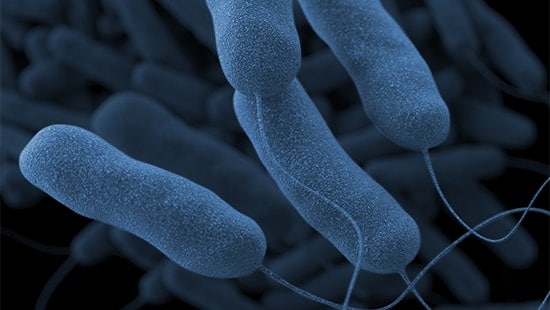 Legionella Nodes