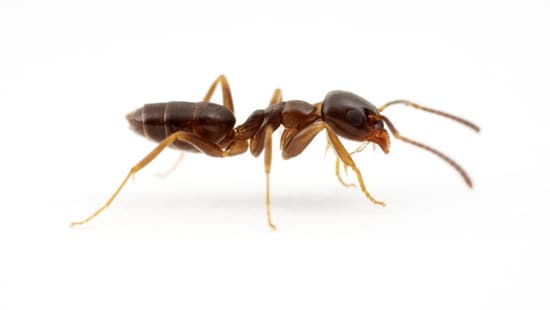 Gold-digging ants – an(other) explanation
