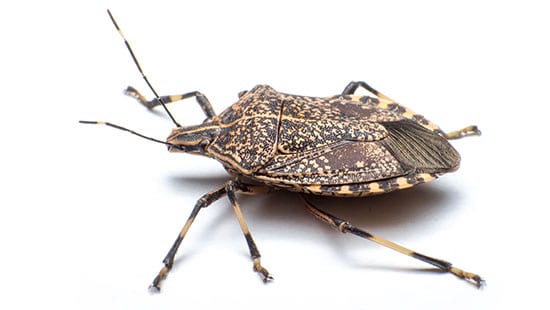 Brown Marmorated Stink Bug