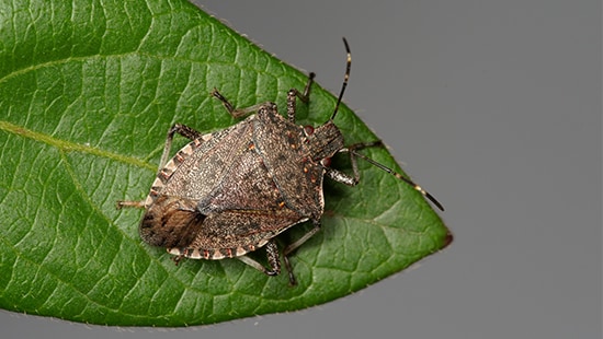 Image of a Brown Marmorated Stink Bug (BMSB)