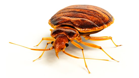 Close-up picture of a Bed Bug