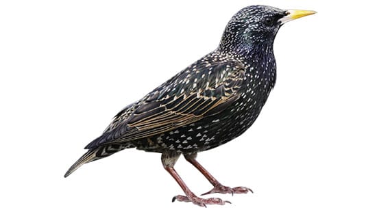 European Starling