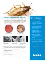 cockroach fact sheet