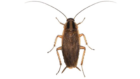 Commercial Pest Control for Cockroaches