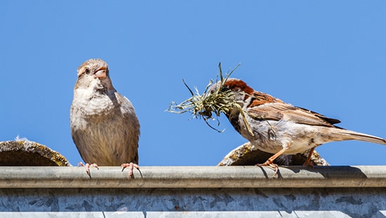 House Sparrows