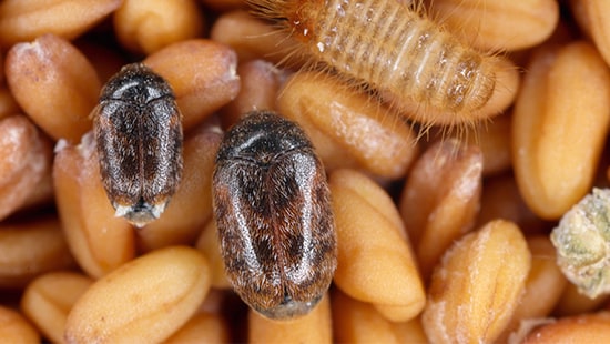 Khapra Beetle