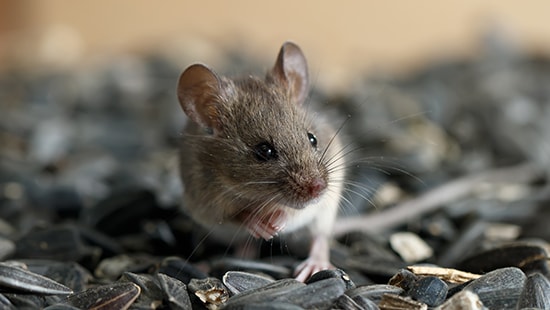 mouse on sunflower seeds
