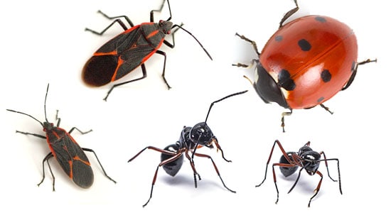 occasional invaders, seasonal pests