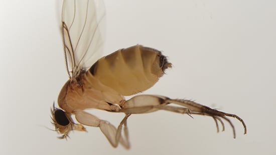 Image of Phorid Fly