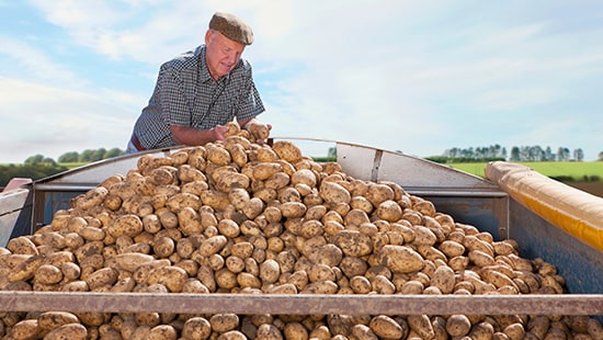 Potatoes