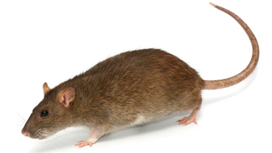 A close-up picture of a Norway Rat.