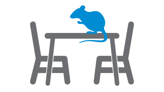 rodent on table 