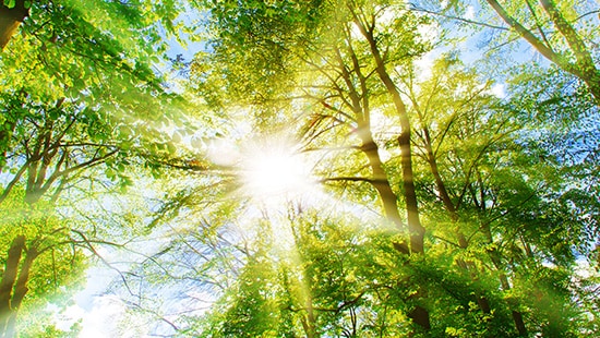 forest