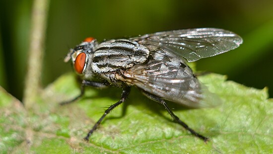 47 Big flies in house uk information
