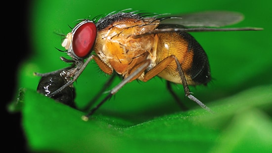 https://www.ecolab.com/-/media/Ecolab/Ecolab-Home/Images/Programs/Pest/fruit-fly-jpg.jpg?h=310&iar=0&w=550&hash=8EE976C19F85C3E3E6CBBC84A6617162