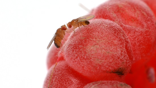 https://www.ecolab.com/-/media/Ecolab/Ecolab-Home/Images/Programs/Pest/small-flies-on-fruit-jpg.jpg