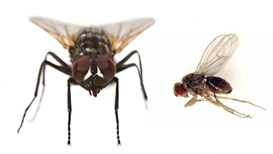 Small flies and large flies are two distinct pests with two different solutions