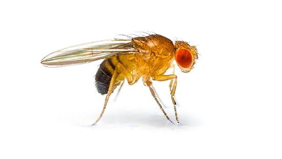 New Research Study Finds Fruit Flies Capable of Transferring Dangerous Bacteria, Posing Food ...