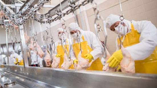 Antimicrobial Poultry Line Image