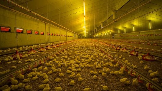 animal health
