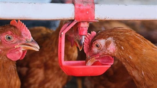 A hen drinks from an automatic nipple waterer, ensuring access to clean water for optimal poultry health and welfare.