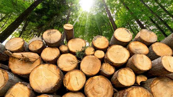 Stacked lumber pile for pulp mill.