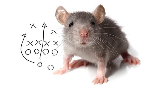 https://www.ecolab.com/-/media/Widen/Pest-Elimination/Pests/Mouse-traps-to-defend-against-rodents/rodent-defense.jpg