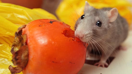 The Life Cycle of Rodents - All Natural Pest Elimination