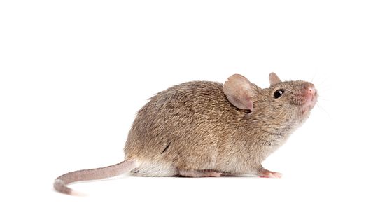 House Mouse