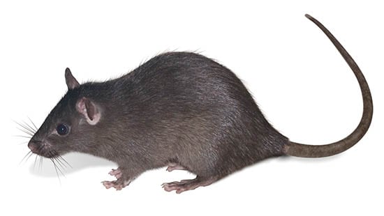 THE ROOF RAT  (RATTUS RATTUS) is a common type of rodent